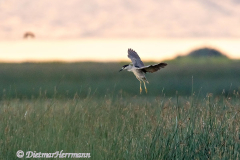 Black-crowned-Night-Heron-D500-028652