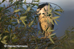 Black-crowned-Night-Heron-D500-028660
