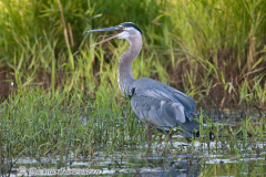 Great-Blue-Heron-Ankany-D300S-207301