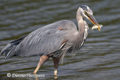 Great-Blue-Heron-D850-139306