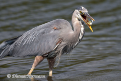 Great-Blue-Heron-D850-139307