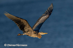 Great-Blue-Heron-D850-140880