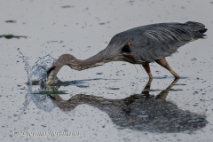 Great-Blue-Heron-D850-156999