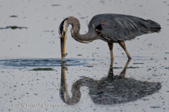 Great-Blue-Heron-D850-157006
