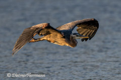 Great-Blue-Heron-Kanada-Vancouver-Island-Victoria-D850-140868