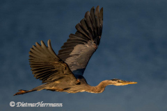 Great-Blue-Heron-Kanada-Vancouver-Island-Victoria-D850-140886