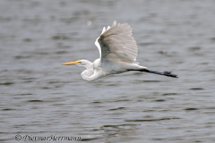 Great-Egret-D300S-210857