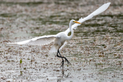 Great-Egret-D850-154789