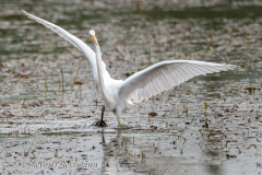 Great-Egret-D850-154893-908
