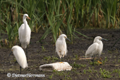 Snowy-Egret-D500-026177
