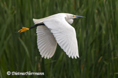 Snowy-Egret-D500-028991