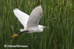 Snowy-Egret-D500-028992