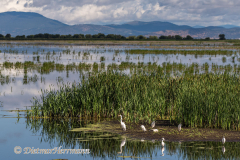 Snowy-Egret-Tulelake-D810-132416