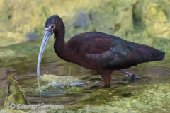 White-faced-Ibis-D500-024982