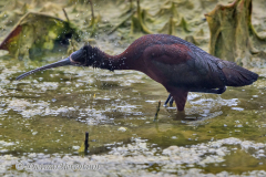 White-faced-Ibis-D500-025133