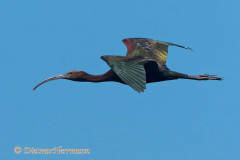White-faced-Ibis-D500-026722