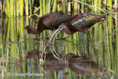 White-faced-Ibis-D500-027152