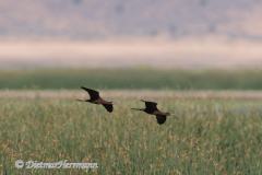 White-faced-Ibis-D500-027224
