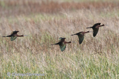 White-faced-Ibis-D500-027443
