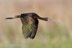White-faced-Ibis-D500-027893