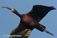 White-faced-Ibis-D500-028275