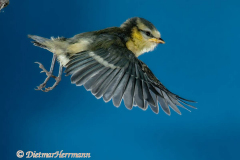 Blaumeise-erster-Flug-D300-64640