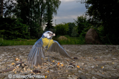 Blaumeise-startet-mit-Korn-D200-1112