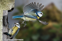 Blaumeisenpaar-Abflug-D810-125411
