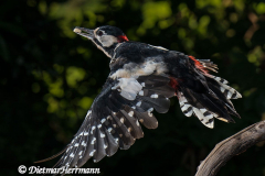 Buntspecht-fliegt-mit-Erdnuss-ab-D800E-100283