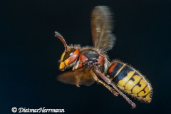 Hornisse-fliegt-dunkel-D800E-118263