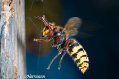 Hornisse-fliegt-zum-Kasten-D800E-120683