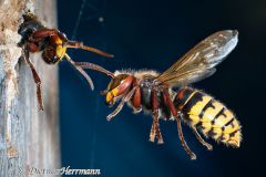 Hornisse-fliegt-zum-Kasten-Waechter-D800E-120639