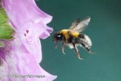 Hummel-fliegt-Bluete-an-D300-66032