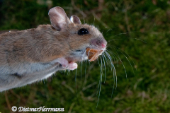 Waldmaus-springt-mit-Buchecker-D300-88385
