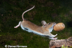 Waldmaus-springt-mit-Eichel-D300-91062
