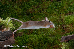 Waldmaus-springt-mit-Haselnuss-D300-87214