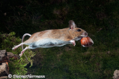 Waldmaus-sprintg-mit-Haselnuss-D300-90482