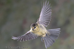 Blaumeise-D850-346150
