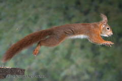 Eichhoernchen-D800E-175799
