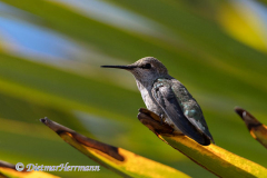 Annas-Hummingbird-D850-141125