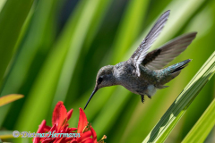 Annas-Hummingbird-D850-141150