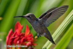 Annas-Hummingbird-D850-141160
