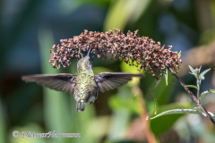 Annas-Hummingbird-Kanada-Vancouver-Island-Victoria-D850-141216