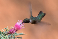 Black-Chinned-Hummingbird-Bryce-Canyon-D800E-035844