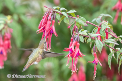 Calliope-Hummingbird-Kanada-Vancouver-Island-D850-136957