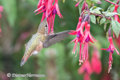 Calliope-Hummingbird-Kanada-Vancouver-Island-D850-136958