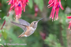 Calliope-Hummingbird-Kanada-Vancouver-Island-D850-136961