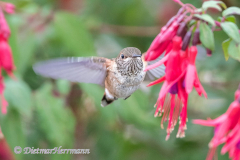 Calliope-Hummingbird-Kanada-Vancouver-Island-D850-136965