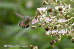 Rufous-Hummingbird-D850-126325