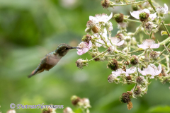 Rufous-Hummingbird-D850-126327